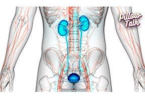 Understanding the Prostate: What it is and what is prostate cancer