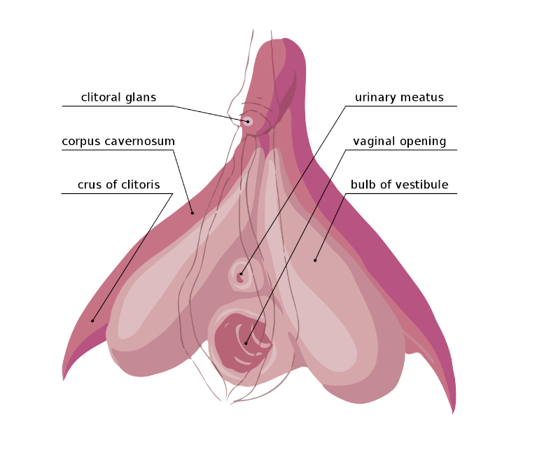Illustration of the anatomy of the clitoris