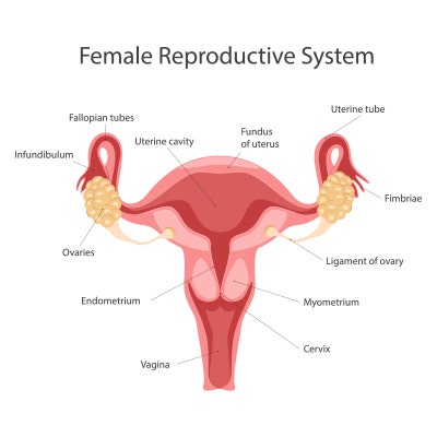 Female Reproductive System